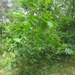 wandeling in Hamont 16-6-2013 080