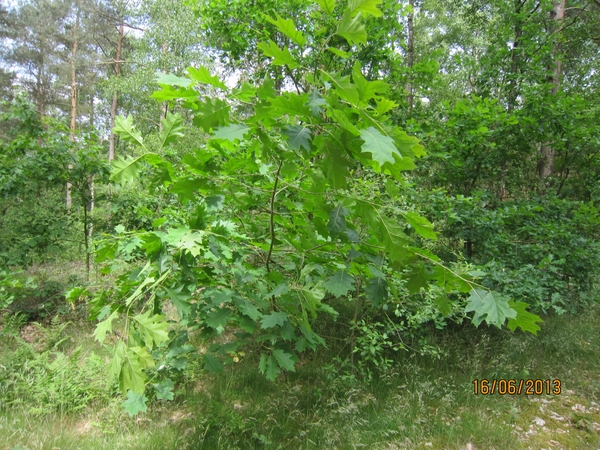 wandeling in Hamont 16-6-2013 080