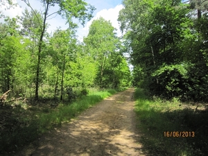 wandeling in Hamont 16-6-2013 091