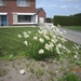 wandeling in Hamont 16-6-2013 123