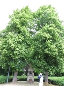 2013-06 15 Nederokkerzeel 009