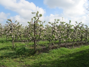 Fruitbomen