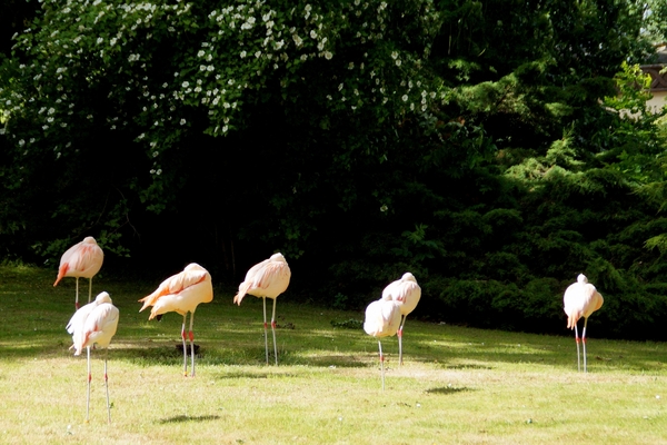 Bellewaerde-Ieper-14-6-2013