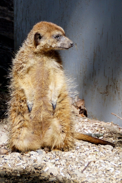 Bellewaerde-Ieper-14-6-2013