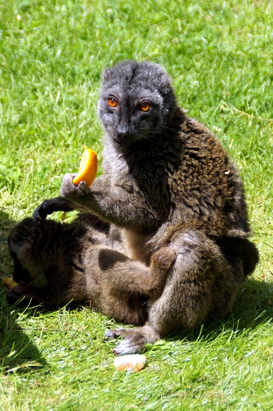 Bellewaerde-Ieper-14-6-2013