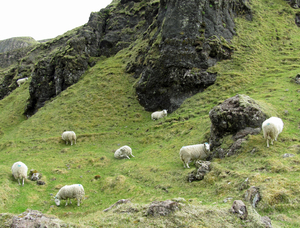 Als de herder doolt, dwalen de schapen