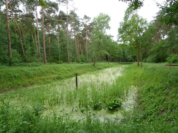37-Weelde van waterplanten