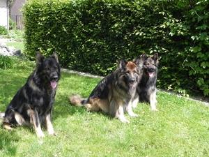 Indy, Bajka en Zapp