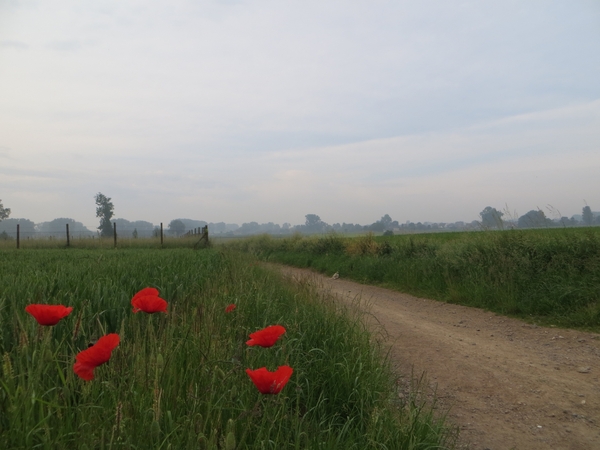 2013-06 19 Zottegem 002