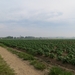 2013-06 19 Zottegem 003