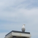 20130616.Blankenberge 054 (Medium)