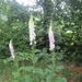 Lille met Okra 20-6-2013 024