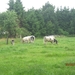 Lille met Okra 20-6-2013 032