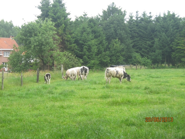 Lille met Okra 20-6-2013 032