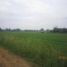 Lille met Okra 20-6-2013 041