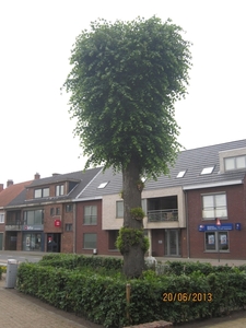 Lille met Okra 20-6-2013 103