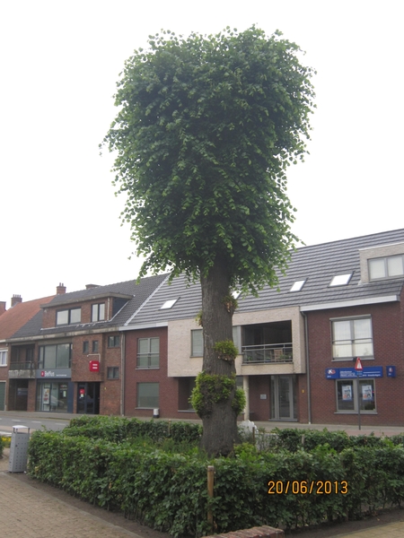 Lille met Okra 20-6-2013 103