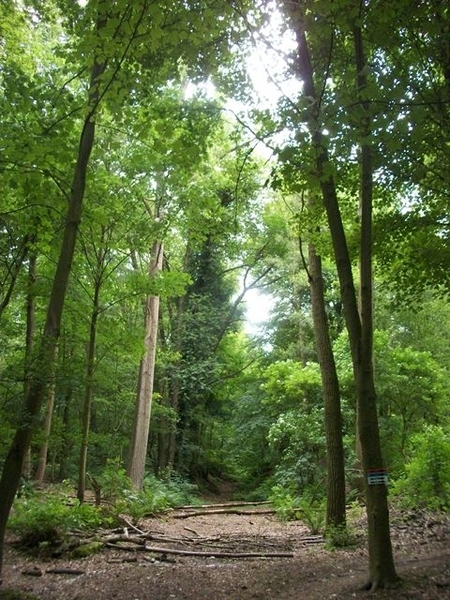 013-Huntsmanbos Moorsel-Tervuren