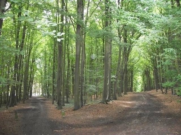 051-Tervurenbos in Tervuren