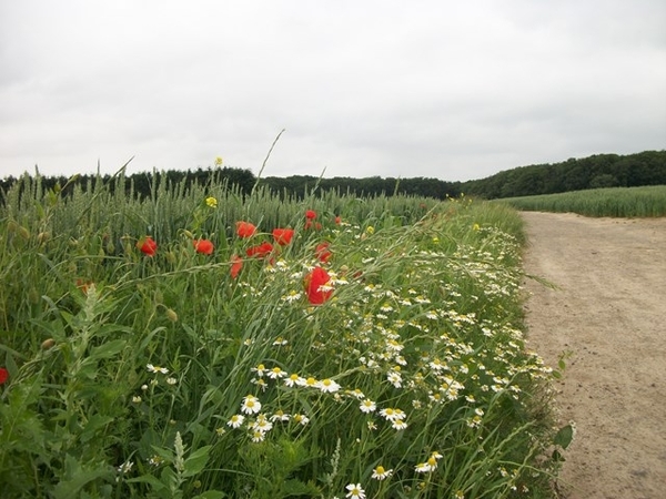 087-Terug naar Moorsel....