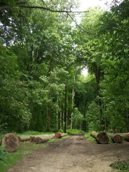 092-Vrebos in Moorsel Tervuren