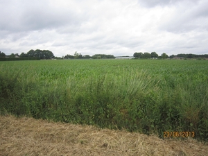 Wandelen in Wortel 23-6-2013 010