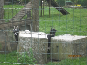 Wandelen in Wortel 23-6-2013 012