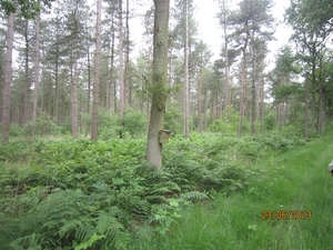 Wandelen in Wortel 23-6-2013 026