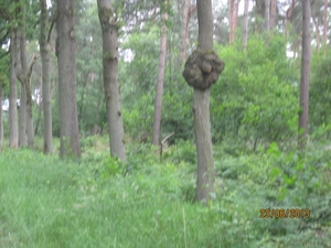 Wandelen in Wortel 23-6-2013 027