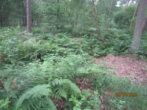 Wandelen in Wortel 23-6-2013 028