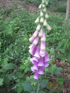 Wandelen in Wortel 23-6-2013 030