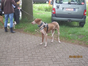 Wandelen in Wortel 23-6-2013 040