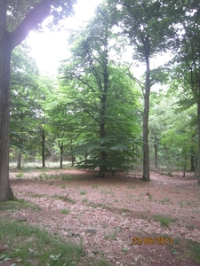 Wandelen in Wortel 23-6-2013 060