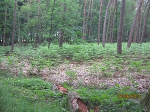 Wandelen in Wortel 23-6-2013 069