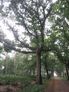 Wandelen in Wortel 23-6-2013 072