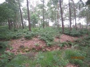 Wandelen in Wortel 23-6-2013 073