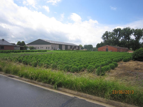 Wandelen in Wortel 23-6-2013 086