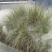De Panne 2013 042