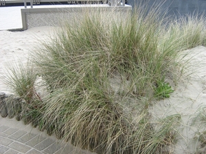 De Panne 2013 042