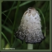 Geschubde inktzwam - Coprinus comatus  IMG-7633