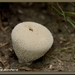 Parelstuifzwam - Lycoperdon perlatum IMG-6988