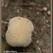 Parelstuifzwam - Lycoperdon perlatum IMG-6989