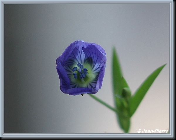 Vlas - Linum usitatissimum IMG-4284