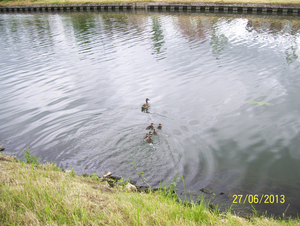 Wandeling naar Vrijbroekpark & Hombeek - 27 juni 2013