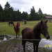 Wandeling naar Vrijbroekpark & Hombeek - 27 juni 2013