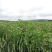 2013-06-25 Marche-en-Famenne 019
