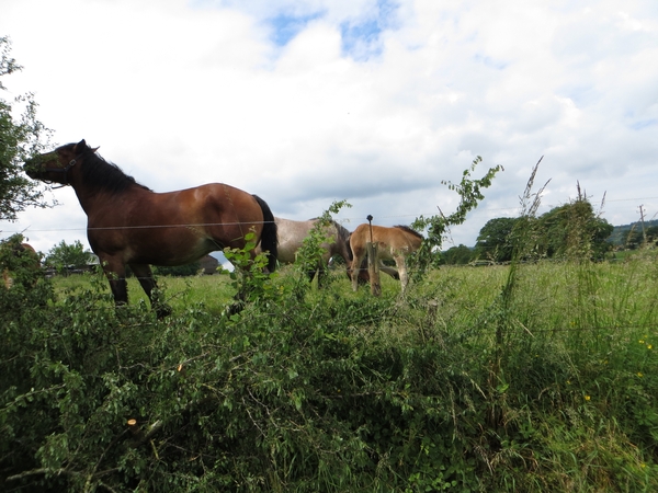 2013-06-25 Marche-en-Famenne 022