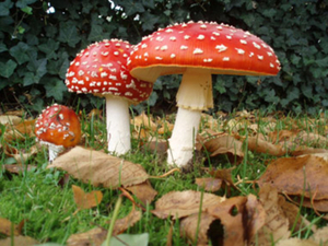 Week-4 Paddenstoel orig.