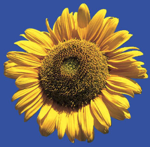 Week-4 zonnebloem