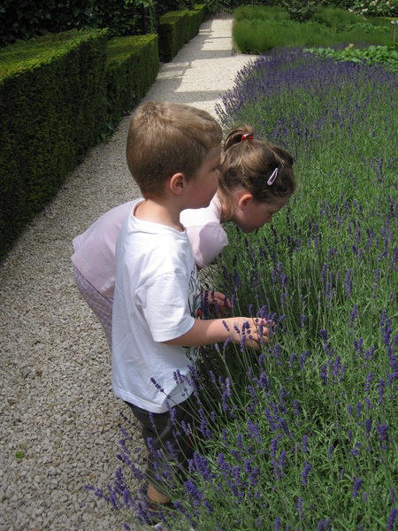 46) Ruiken aan de lavendel